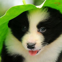 puppys