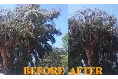 Big Eucalyptus tree trim