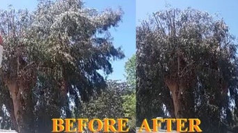 Big Eucalyptus tree trim