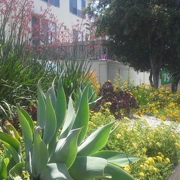 Drought Tolerant Curb Appeal