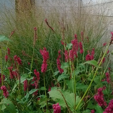 Persicaria and switch grass