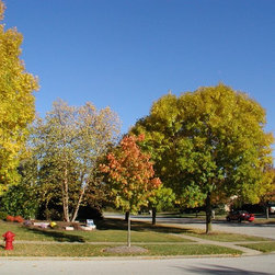 Misc. Trees - Products