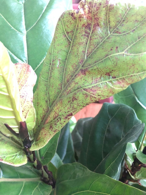 Fiddle Leaf Plant yellow with brown spots.