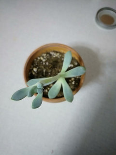 Succulent stem turning blue/purple - help! | Houzz Forum