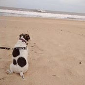 Ron Goldberg's photo