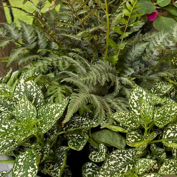 Container Gardens- Summer