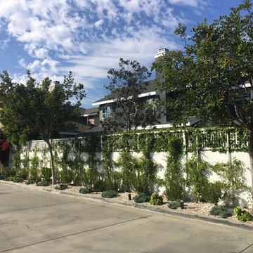 Succulent Splendor in Eastside Costa Mesa  - Part I - The Front - Before & After