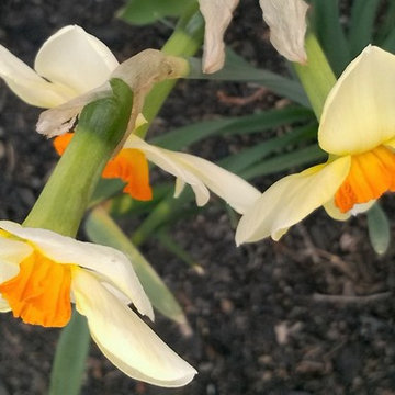 Daffodil 3WY-GYO