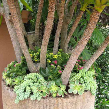 Patio Landscape