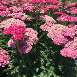 Current Featured Plants - Products