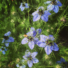 Plants