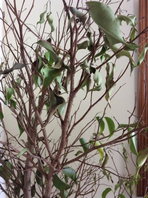 Help! New ficus is wilting and dying.