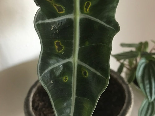 Alocasia leaves turning yellow