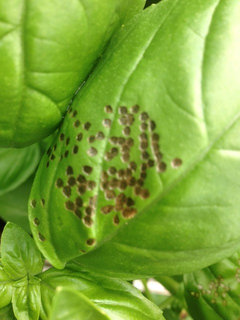 Basil pests disease