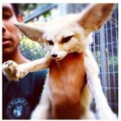 Fennec Huang's photo