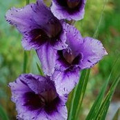 Barbara Theodoris's photo