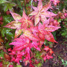 Japanese Maples For The Garden