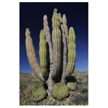 Cardon Cactus With Other Cacti At Base, Santa Catalina Island, Sea Of Cortez