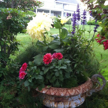 Dahlias and Salvia Container Design