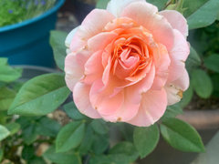 Comparing Lady of the Mist with Reconciliation