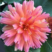 Beth Dorfman's photo