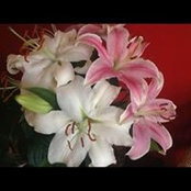 Kathryn Merrell's photo