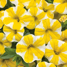 Flowers for pots
