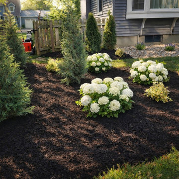 Mulch Bed Hydrangeas Evergreens Niskayuna