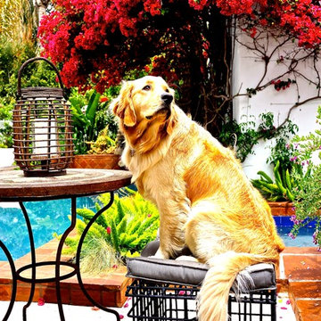 POOL AND PATIO - LOS FELIZ