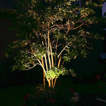 Hansen Magnolia Tree Lighting