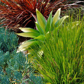 Succulent Front Yard