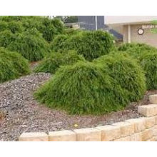 suggested plants for landscape