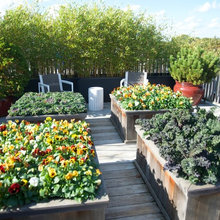 Garden Beds