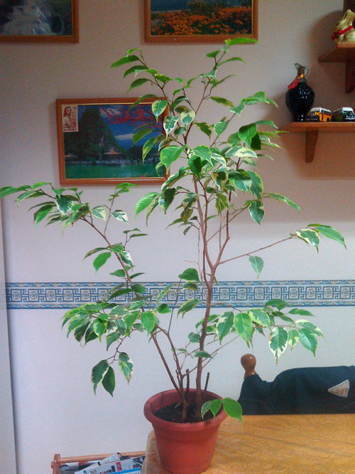 Help Ficus Benjamina Pruning