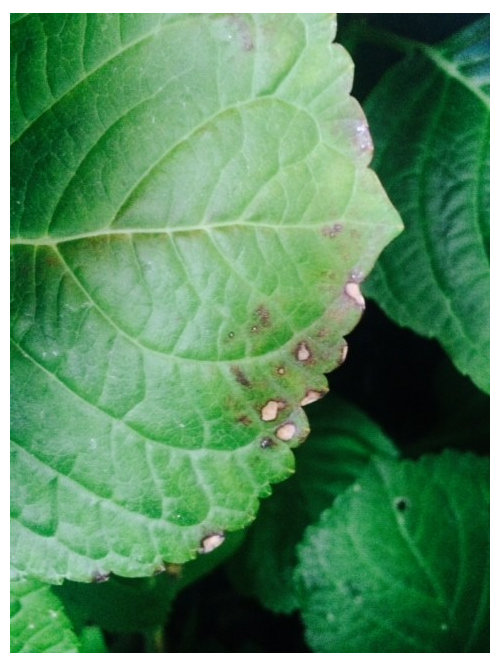 Hydrangea turning brown!