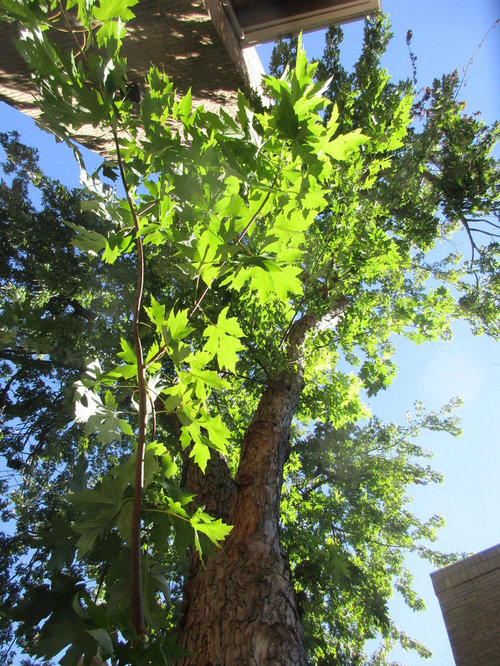 Tree With Very Lobed, Jagged Leaves?