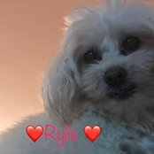 Dina Rylanderさんの写真