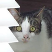 Cathy Casini-Steger's photo