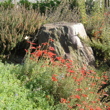 Plants