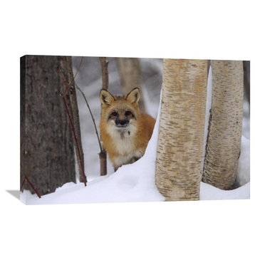 "Red Fox Looking Out From Behind Trees In A Snowy Forest, Montana" Artwork