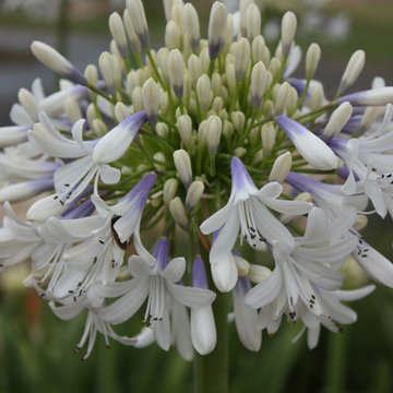 Queen Mum™ Agapanthus Agapanthus orientalis ‘PMN06’ Queen Mum™ PP24651