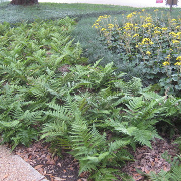 Gorgeous Ground Covers