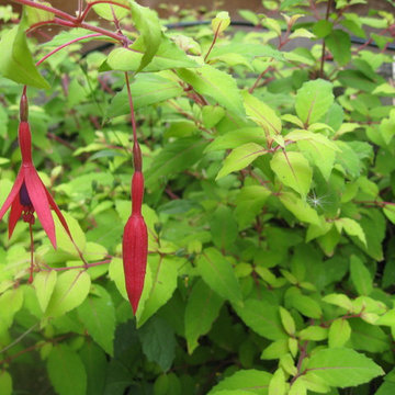 Kate Martin Design Favorite Perennials