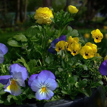 Shady Garden