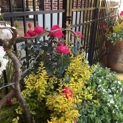 Container gardening - Lifestyle And Leisure