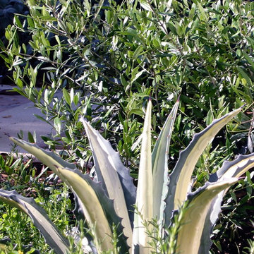 Pasadena Mediterranean