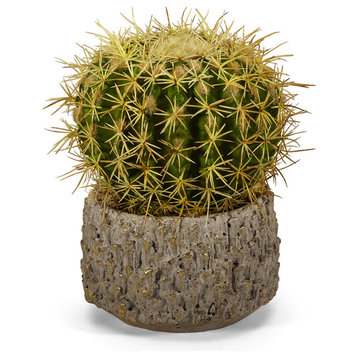 Peruvian Cactus in Clay Pot