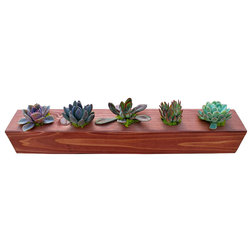 Contemporary Plants by Flora Pacifica, Inc.