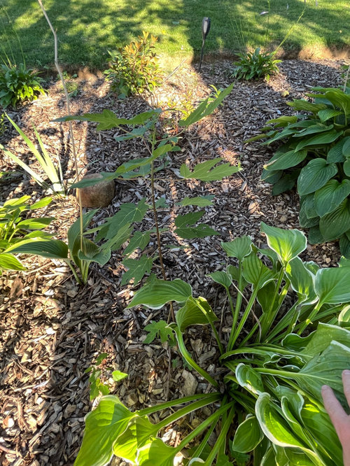 Transplanting volunteer maple trees?