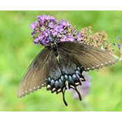 Elena Johnson Duncan's photo